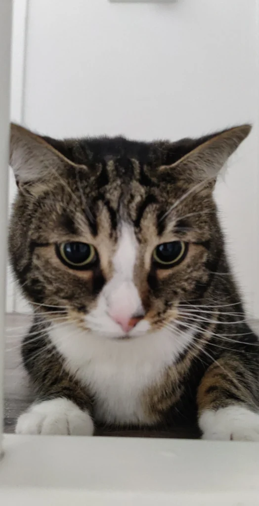 1000074388 1000074388