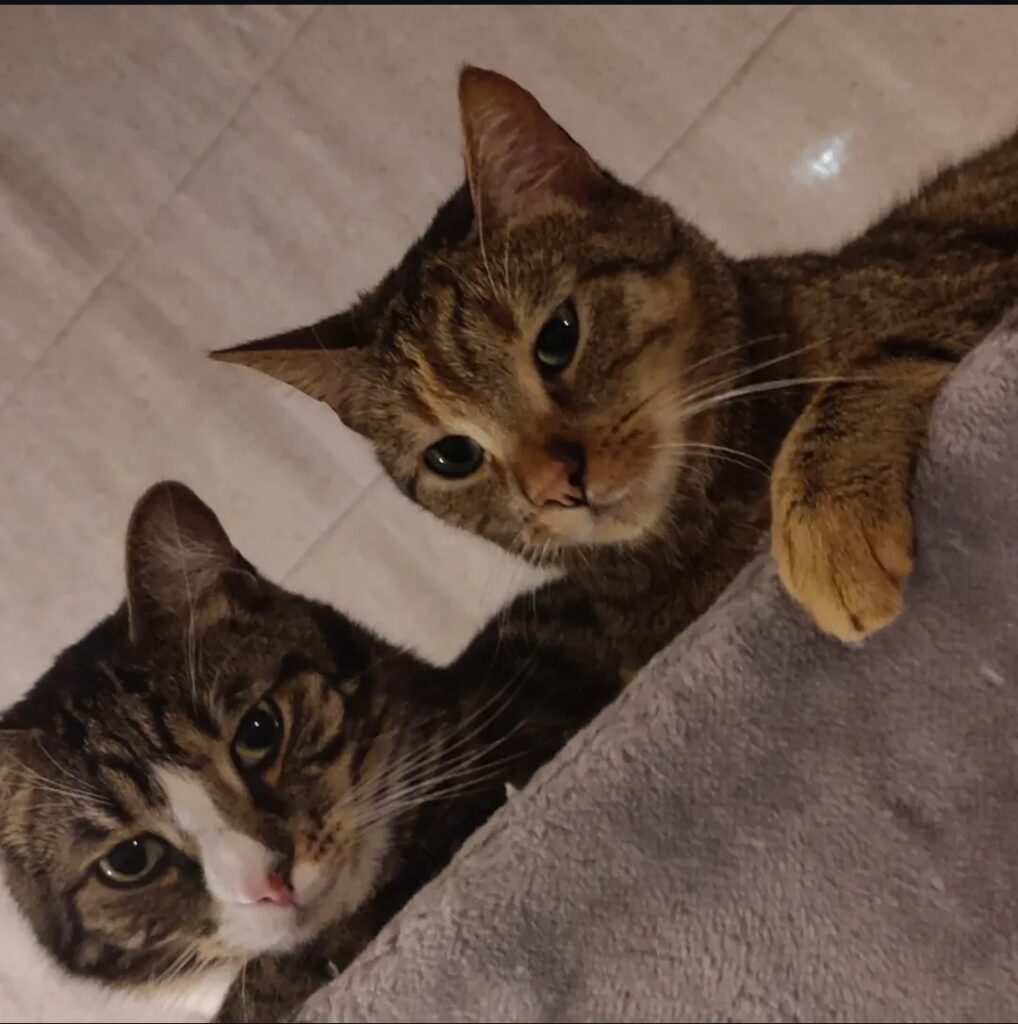 binkie & bibi binkie & bibi