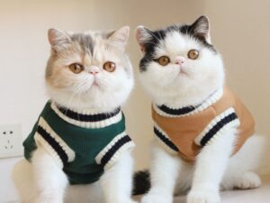 d4b6ffb9 2c35 4de2 a992 b2d99dcb2864.jpg